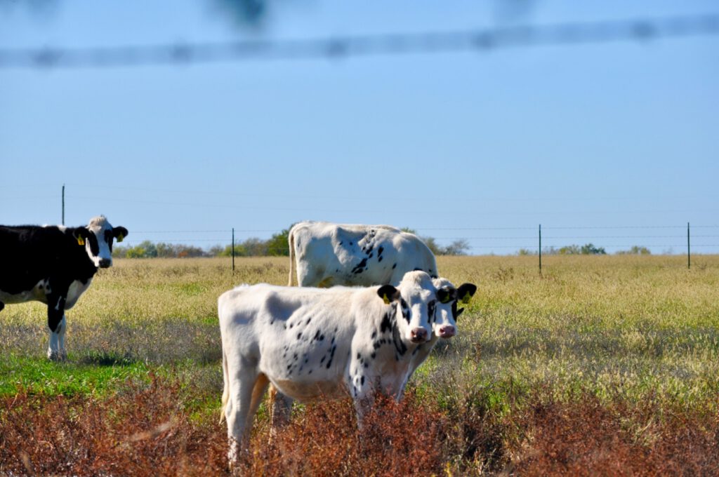 Fazenda com vacas representando como investir em Fiagro